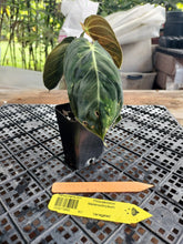 Load image into Gallery viewer, Philodendron Melanochrysum, Exact Plant Variegated Ships Nationwide