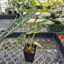 Load image into Gallery viewer, Alocasia Sanderiana Bull Aurea, Exact Plant Variegated