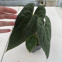 Load image into Gallery viewer, Anthurium (Ace of Spades DF x Kunayalense) x Pap FS, Exact Plant Ships Nationwide