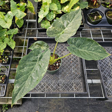 Load image into Gallery viewer, Alocasia Wentii, Exact Plant Variegated Ships Nationwide