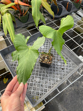 Load image into Gallery viewer, Anthurium Balaoanum "Dussii" 4" pot, Fedex 2day*