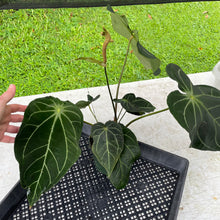 Load image into Gallery viewer, Anthurium Magnificum X AFF noid, exact plant, Fedex 2day*