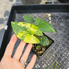 Load image into Gallery viewer, Syngonium Aurea, Exact Plant Variegated Ships Nationwide