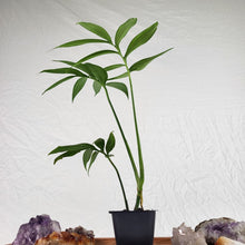 Load image into Gallery viewer, Monstera Subpinnata 2.5" Pot, Fedex 2 day*