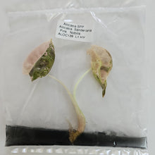 Load image into Gallery viewer, Alocasia Sanderiana Pink Nobilis variegated tissue culture 2DayAir