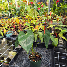 Load image into Gallery viewer, Anthurium Veronica green, speckled, Exact Plant, Ships Nationwide