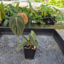 Load image into Gallery viewer, Philodendron Melanochrysum, Exact Plant Variegated Ships Nationwide
