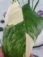 Load image into Gallery viewer, Monstera Lechleriana Variegated 4" pot, Fedex 2 day*