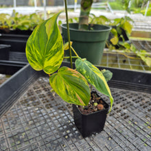 Load image into Gallery viewer, Philodendron Hederaceum Micans Aurea, Exact Plant Variegated Ships Nationwide