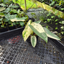 Load image into Gallery viewer, Philodendron Ilsemanii, Exact Plant Variegated Ships Nationwide