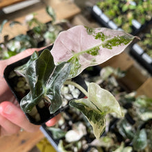 Load image into Gallery viewer, Alocasia Polly Pink variegated 2.5" pot, Fedex 2day*