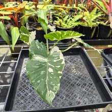 Load image into Gallery viewer, Alocasia Odora, Okinawa Silver, Exact Plant Variegated Ships Nationwide