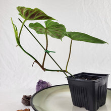 Load image into Gallery viewer, Philodendron Verrucosum 4" pot, Fedex 2day*