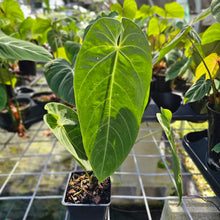 Load image into Gallery viewer, Anthurium Angamarcanum , Exact Plant