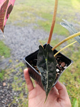 Load image into Gallery viewer, Alocasia Amazonica Large Form Pink Variegated, exact plant, not Polly, Fedex2day