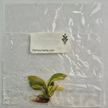 Load image into Gallery viewer, Philodendron Red Congo variegated tissue culture 2DayAir