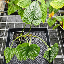 Load image into Gallery viewer, Philodendron Mamei, Exact Plant Ships Nationwide
