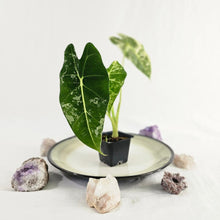 Load image into Gallery viewer, Alocasia Frydek, Exact Plant Variegated with baby