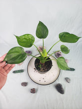 Load image into Gallery viewer, Cucullata Banana Split, Exact Plant, variegated Alocasia