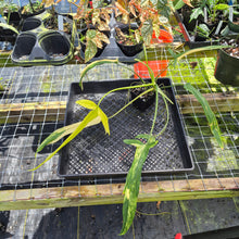Load image into Gallery viewer, Philodendron Holtonianum Variegated, Exact Plant Ships Nationwide