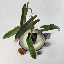 Load image into Gallery viewer, Philodendron Atabapoense 4" pot, Fedex 2day*