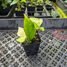 Load image into Gallery viewer, Zamioculcas Zamiifolia Wild Form ZZ, Exact Plant Variegated Ships Nationwide