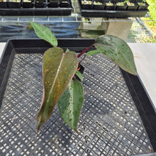 Load image into Gallery viewer, Philodendron Royal Queen 2.5" pot, Fedex 2day*