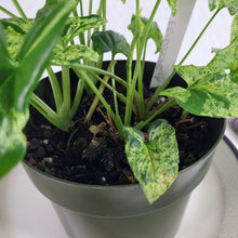 Load image into Gallery viewer, Syngonium Mojito Variegated 6" pot, Fedex 2 day*