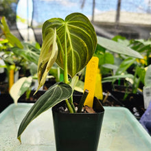 Load image into Gallery viewer, Philodendron Melanochrysum, Exact Plant Variegated Ships Nationwide