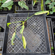 Load image into Gallery viewer, Philodendron Holtonianum Variegated, Exact Plant Ships Nationwide