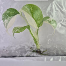 Load image into Gallery viewer, Monstera Borsigiana Albo Deliciosa variegated tissue culture 2DayAir