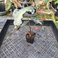 Load image into Gallery viewer, alocasia venom Exact Plant Ships Nationwide
