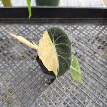 Load image into Gallery viewer, Alocasia Black Velvet Pink Variegata, Exact Plant Ships Nationwide