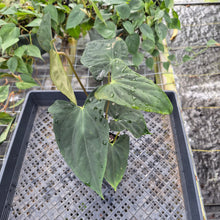 Load image into Gallery viewer, Anthurium Papillilaminum Fort Sherman X Ralph Lynam, Exact Plant Ship Nationwide