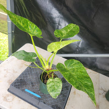 Load image into Gallery viewer, Philodendron Giganteum, Exact Plant Variegated Ships Nationwide