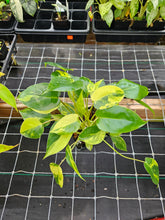 Load image into Gallery viewer, Philodendron Burle Marx Variegated 4" pot, Fedex 2day*
