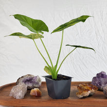 Load image into Gallery viewer, Alocasia Gageana Aurea, Exact Plant Variegated