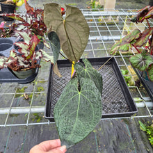 Load image into Gallery viewer, Anthurium Ace Of Spades X Papillilaminum, Exact Plant