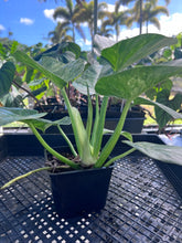 Load image into Gallery viewer, Philodendron Giganteum, Exact Plant Variegated Ships Nationwide