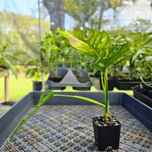 Load image into Gallery viewer, Monstera Adansonii Aurea, Exact Plant Variegated Ships Nationwide