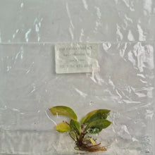 Load image into Gallery viewer, Philodendron Red Congo variegated tissue culture 2DayAir
