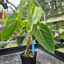 Load image into Gallery viewer, Anthurium Angamarcanum , Exact Plant