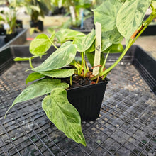 Load image into Gallery viewer, Philodendron Hederaceum, Heart Leaf, Exact Plant Variegated Triple plant pot Ships Nationwide