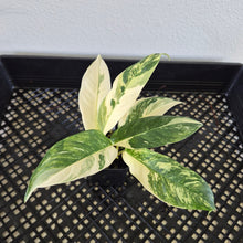 Load image into Gallery viewer, Rhaphidophora Lobbii Variegated exact plant, Fedex 2day*