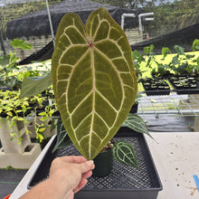 Load image into Gallery viewer, Anthurium Red Crystallinum Doc Block exact plant, Fedex 2day