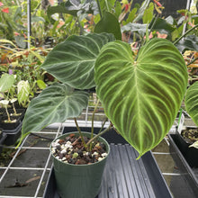 Load image into Gallery viewer, Philodendron Verrucosum exact plant, Fedex 2day*