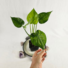 Load image into Gallery viewer, Alocasia Cucullata, Exact Plant Variegated