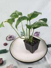 Load image into Gallery viewer, Monstera Lechleriana Variegated 4" pot, Fedex 2 day*