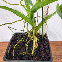 Load image into Gallery viewer, Philodendron Deflexum, Exact Plant