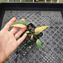 Load image into Gallery viewer, Homalomena Rubescens Pink Diamond, Exact Plant Variegated